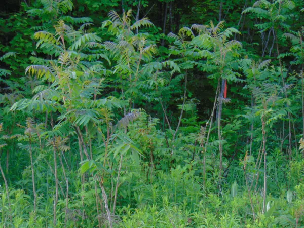 $75,000 | 0 Walker Pit Road, Lunenburg, VT 05906