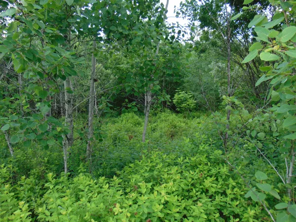 $75,000 | 0 Walker Pit Road, Lunenburg, VT 05906