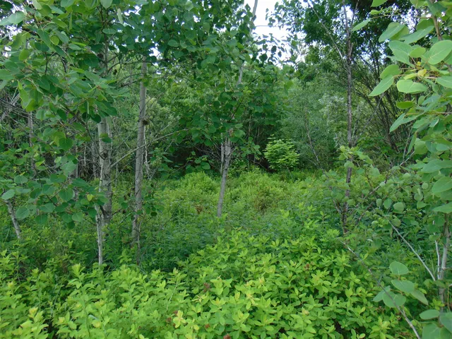 $75,000 | 0 Walker Pit Road, Lunenburg, VT 05906