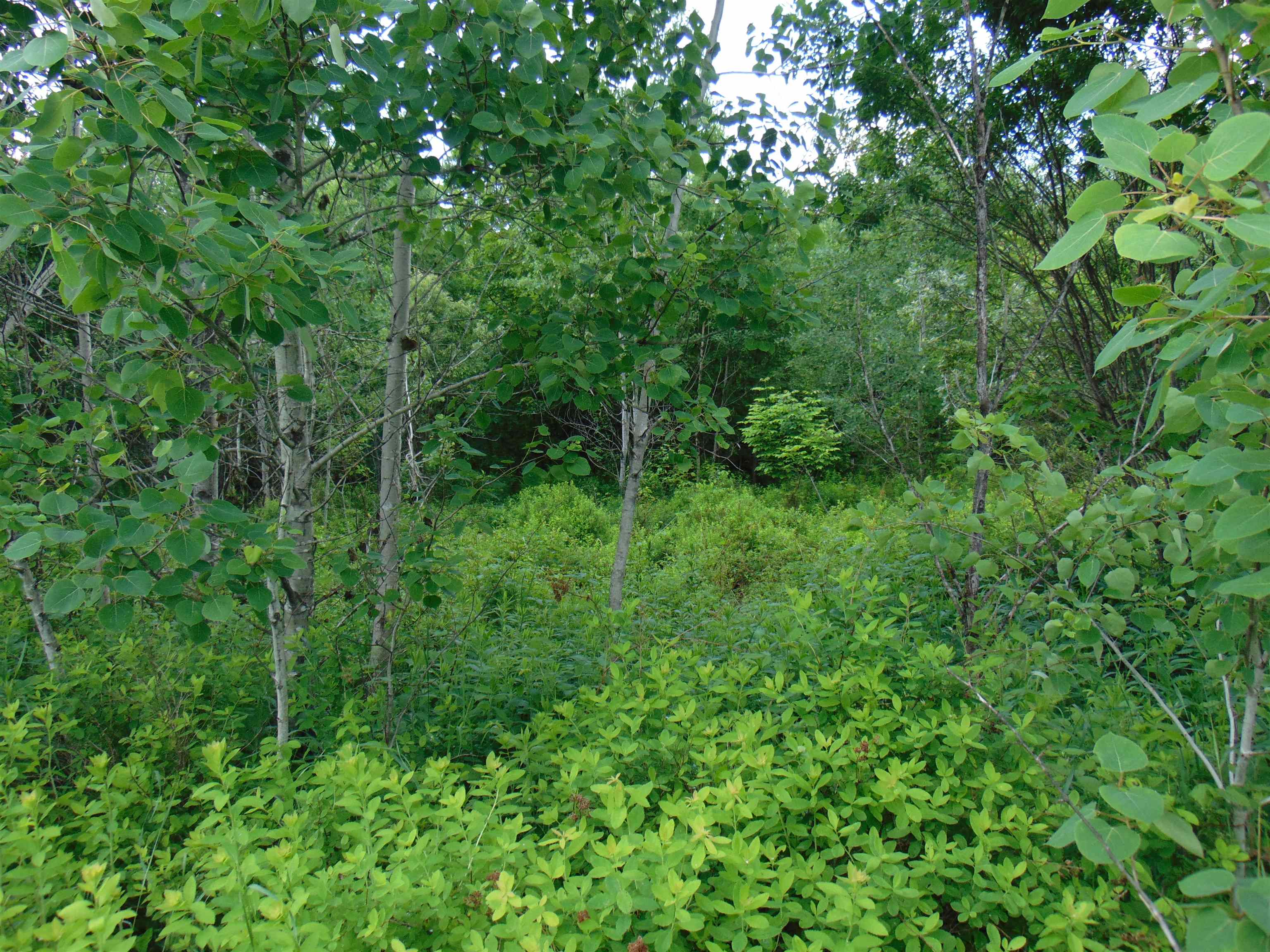 0 Walker Pit Road Lunenburg, VT 05906 - Photo 10 of 24