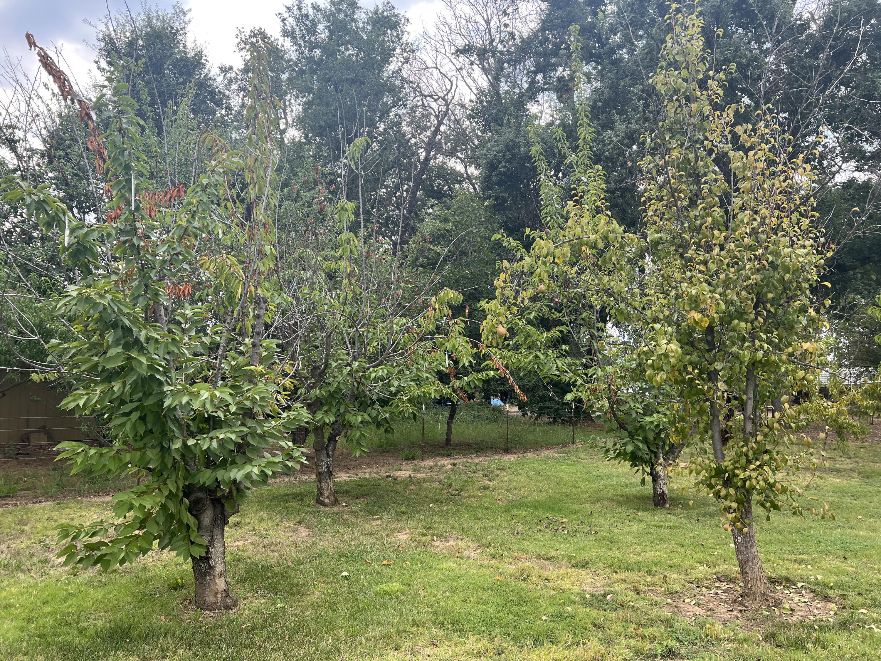 5500 Balls Ferry Road Anderson, CA 96007 - Photo 39 of 49 Small Fruit orchard