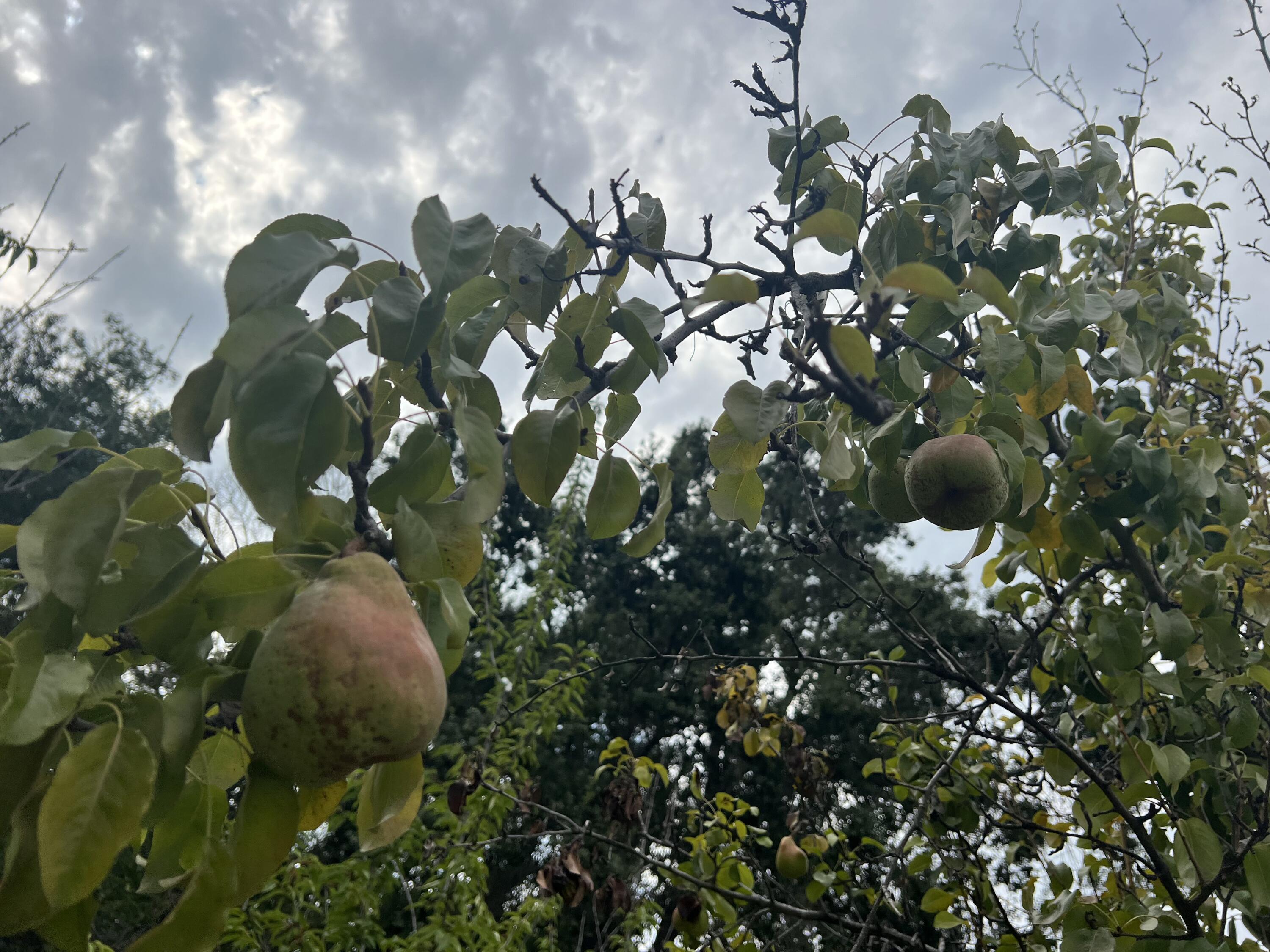 5500 Balls Ferry Road Anderson, CA 96007 - Photo 40 of 49 Pear Tree
