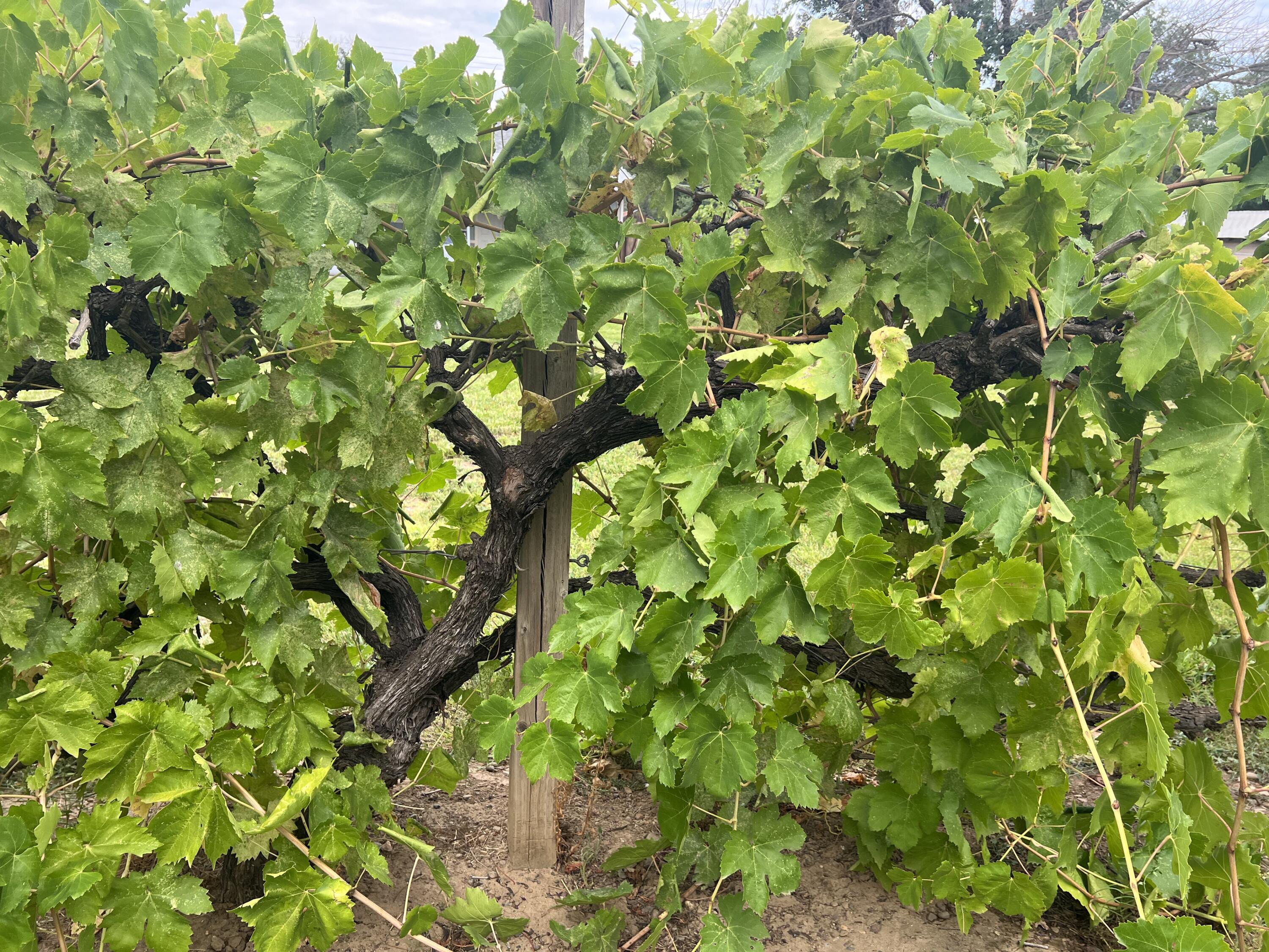 5500 Balls Ferry Road Anderson, CA 96007 - Photo 41 of 49 Grapevines