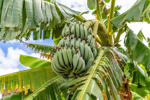 $1,650,000 | 64-486 Kamehameha Highway, Unit 23, Haleiwa, HI 96712