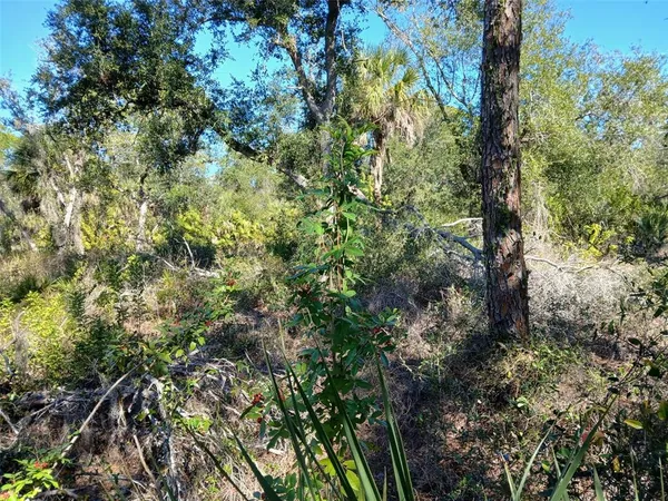 a view of a tree in a garden