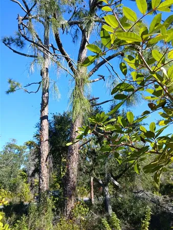 a view of a tree