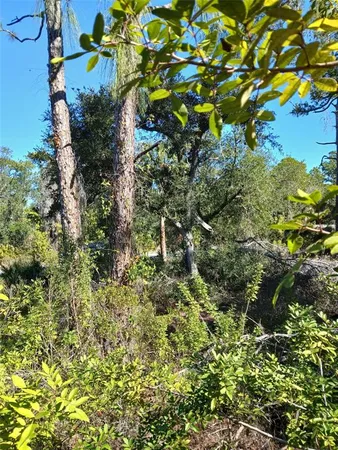 a view of a tree with a tree