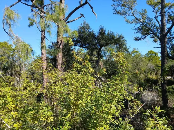 a view of a yard with plants and trees