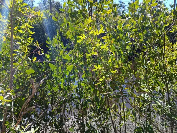 a view of a garden