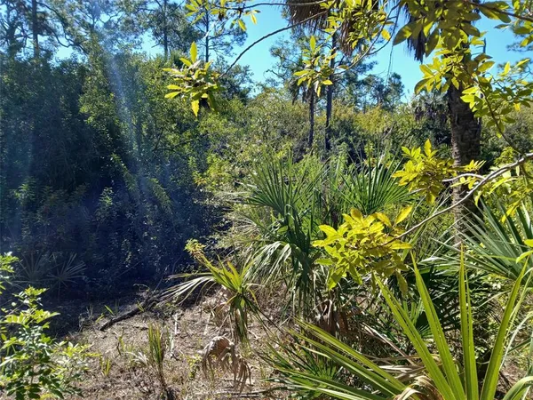 a view of a forest with large trees