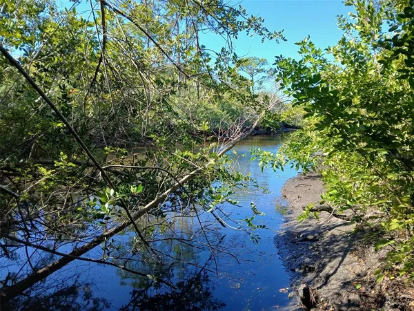 a view of a forest that has a tree