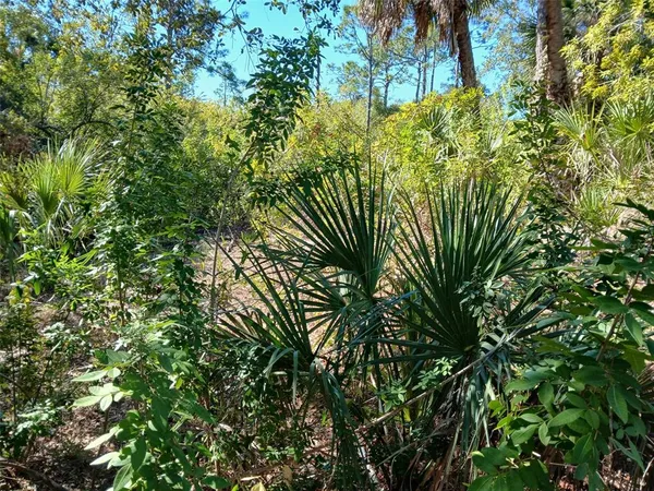 a view of a forest with lots of trees