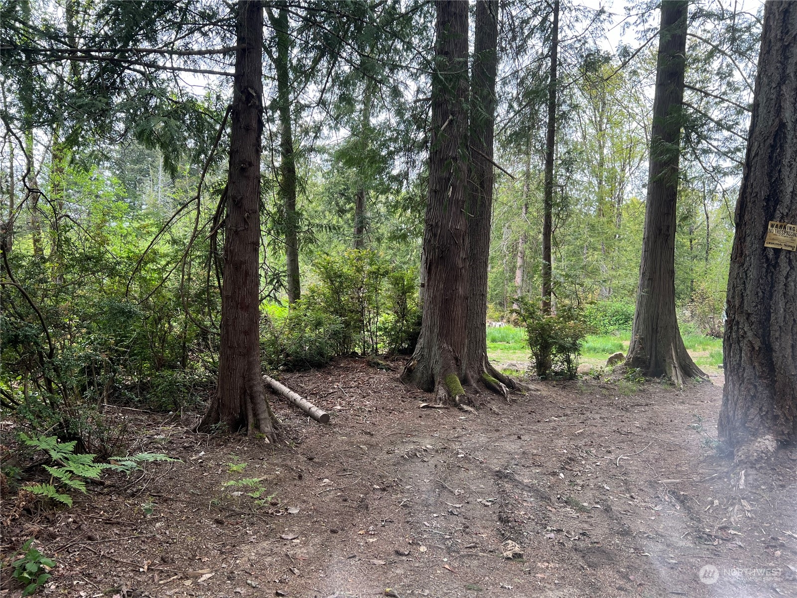15515 Delano Road Southwest Lakebay, WA 98349 - Photo 2 of 3 a view of a forest that has large trees