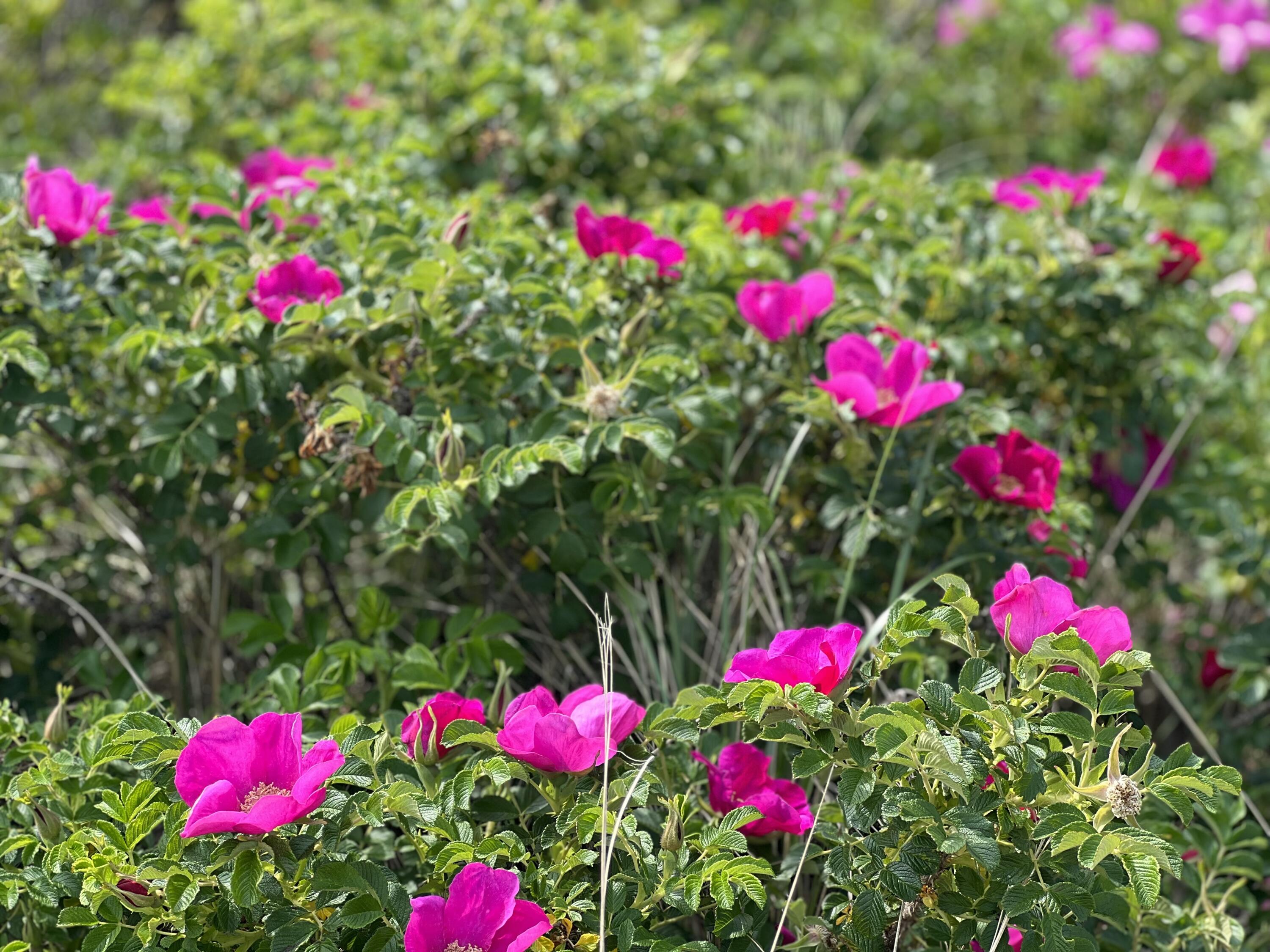 111 Lewis Road West Yarmouth, MA 02673 - Photo 35 of 43 a view of a flower in a lot of flower flowers