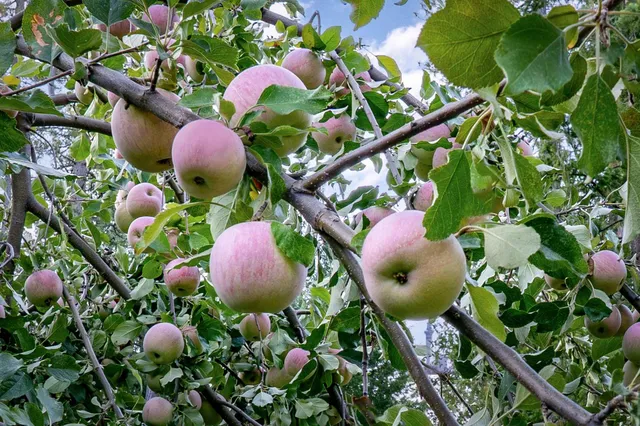 a view of a park with large trees