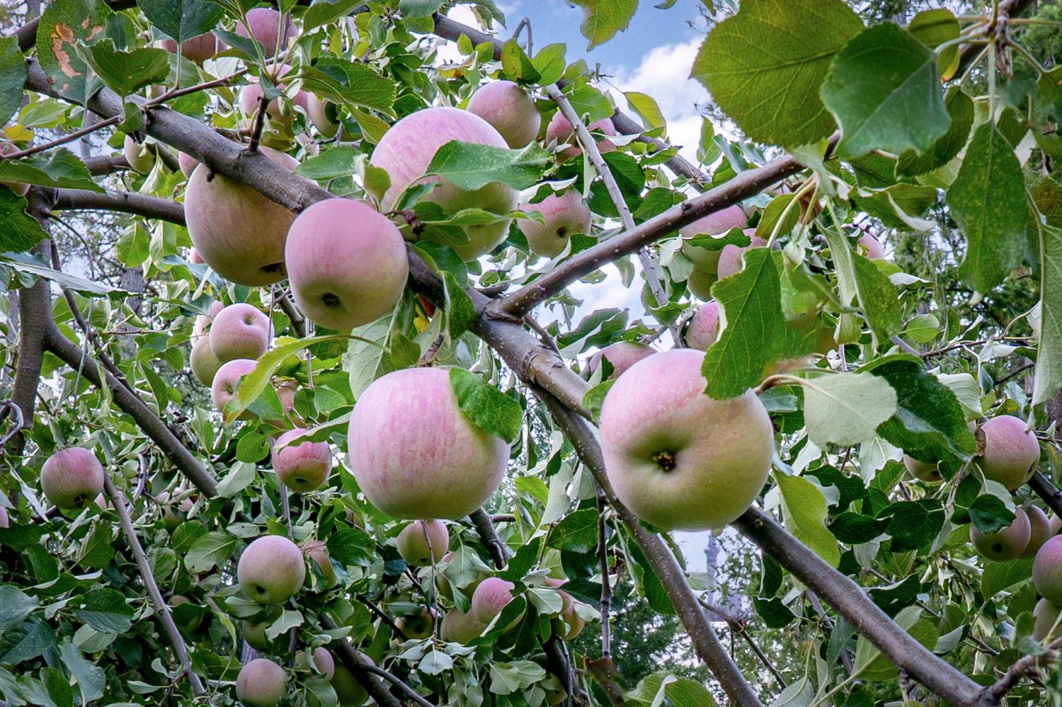 12401 Old Mine Road Grass Valley, CA 95945 - Photo 12 of 87