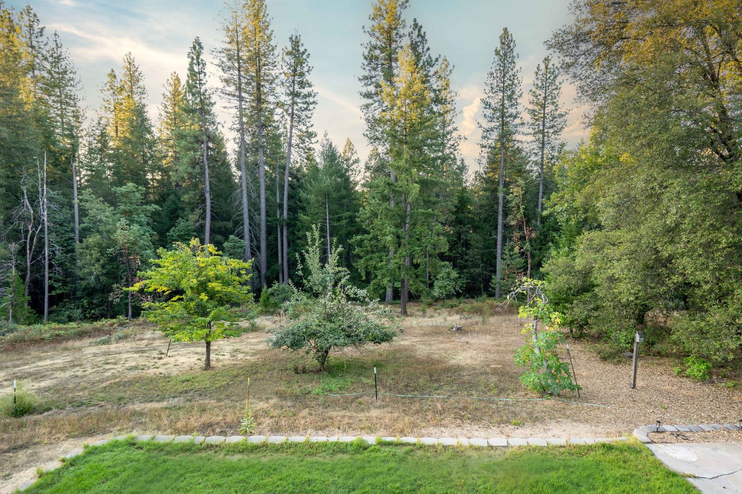 12401 Old Mine Road Grass Valley, CA 95945 - Photo 22 of 87 a view of a park with large trees