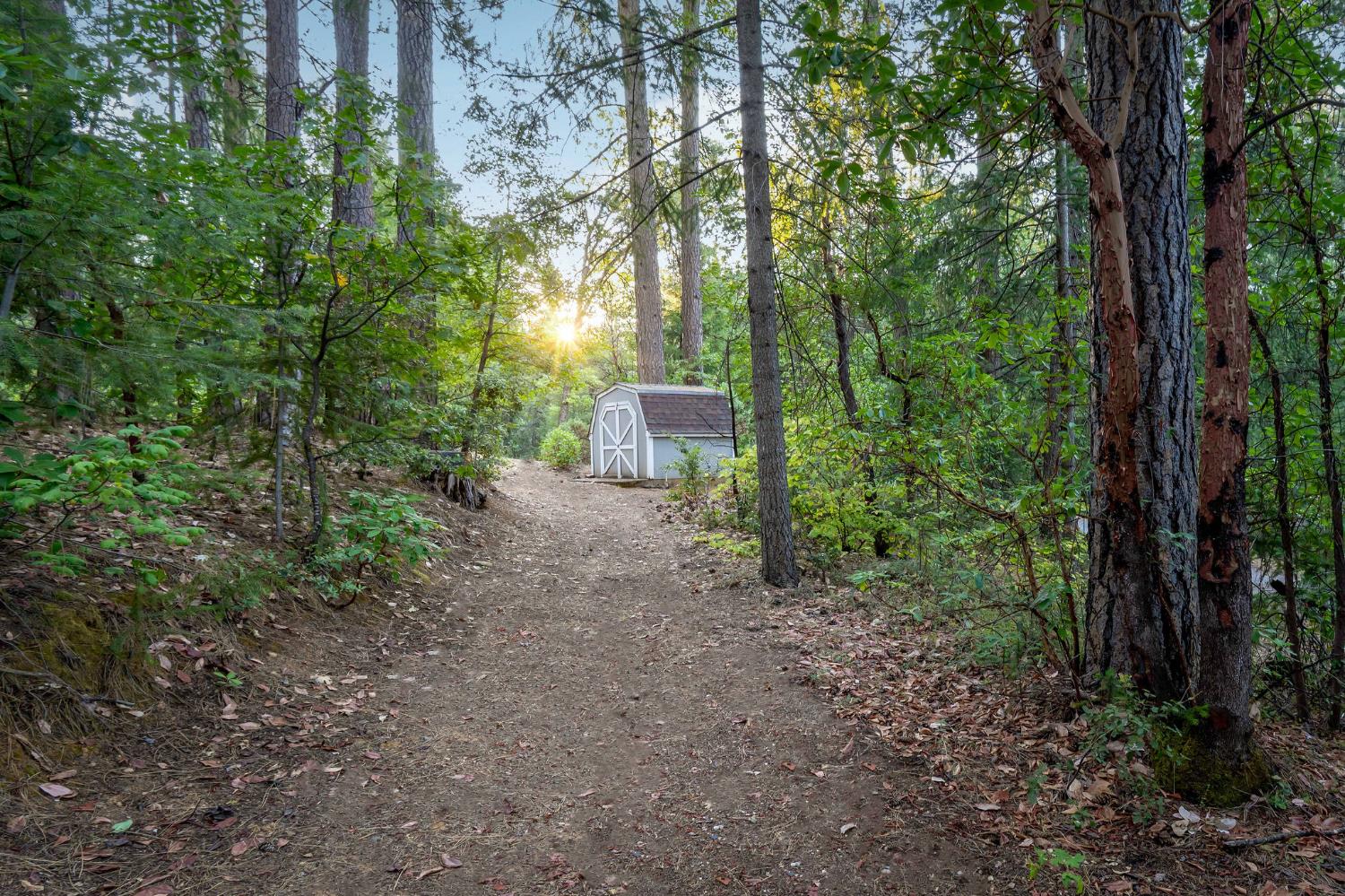 12401 Old Mine Road Grass Valley, CA 95945 - Photo 75 of 87 a view of a forest with trees in the background