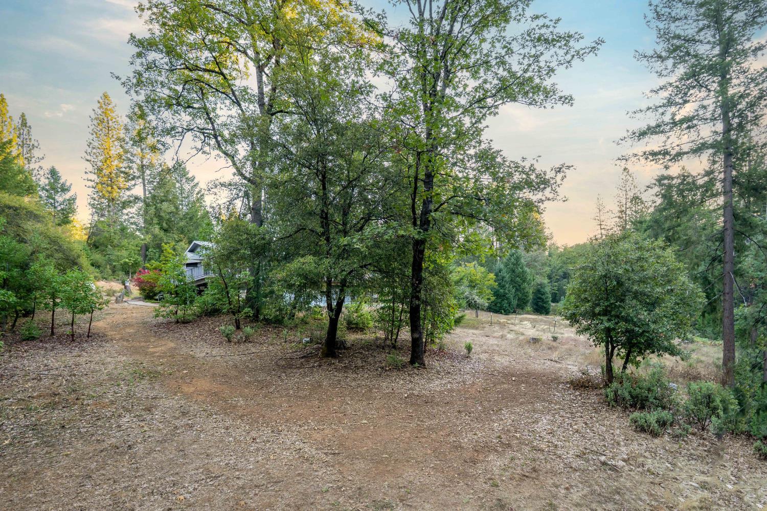 12401 Old Mine Road Grass Valley, CA 95945 - Photo 83 of 87 a view of a forest with trees in the background
