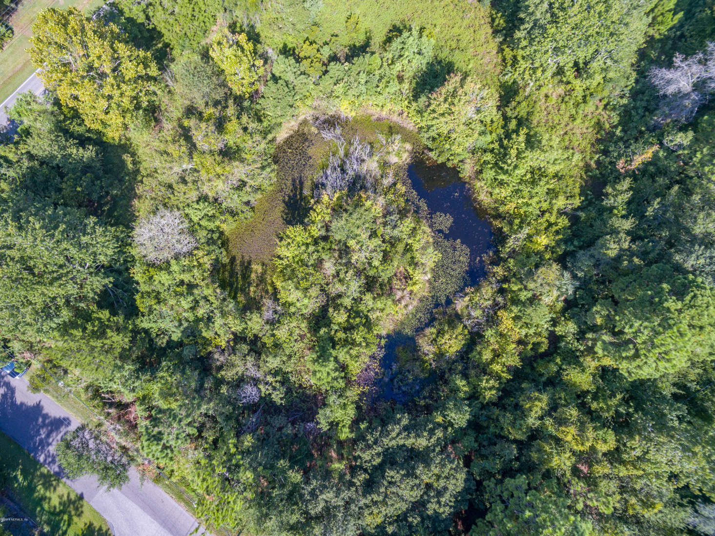 10161 Sawpit Road Jacksonville, FL 32226 - Photo 4 of 4 a view of a forest