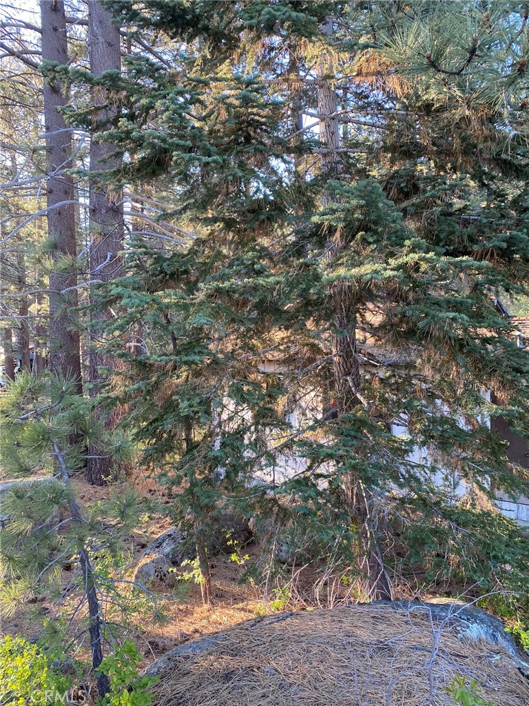0 Cienega Road Big Bear Lake, CA 92315 - Photo 25 of 29 a view of a trees in a yard