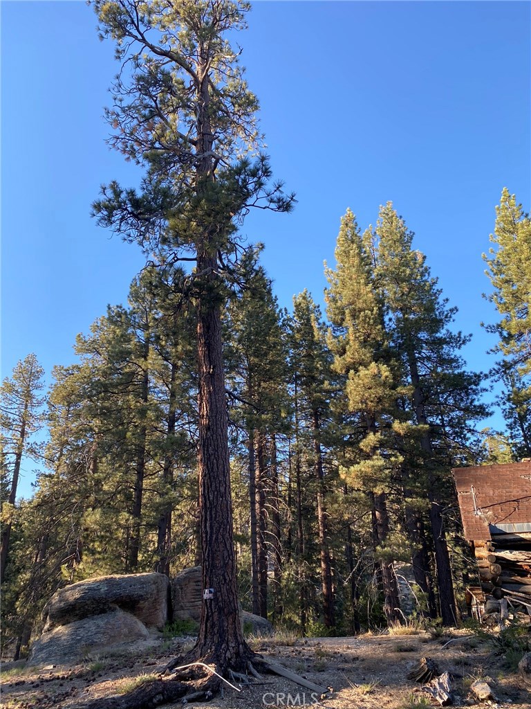 0 Cienega Road Big Bear Lake, CA 92315 - Photo 8 of 29 a view of a tree in a yard