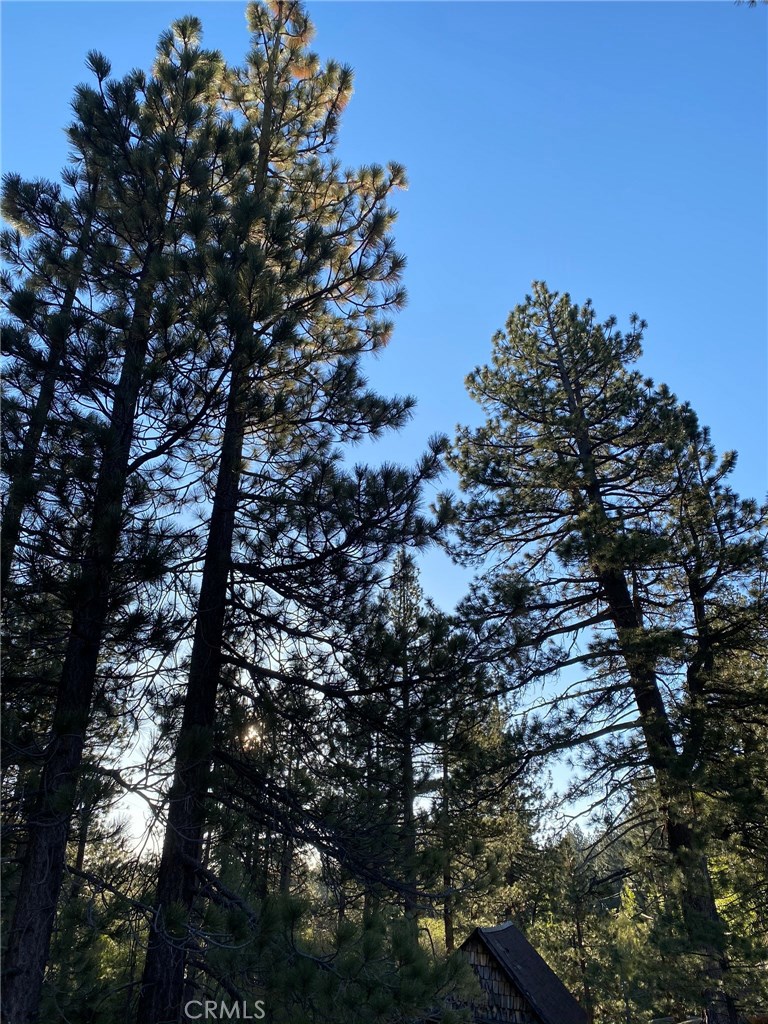 0 Cienega Road Big Bear Lake, CA 92315 - Photo 10 of 29 a picture of tree
