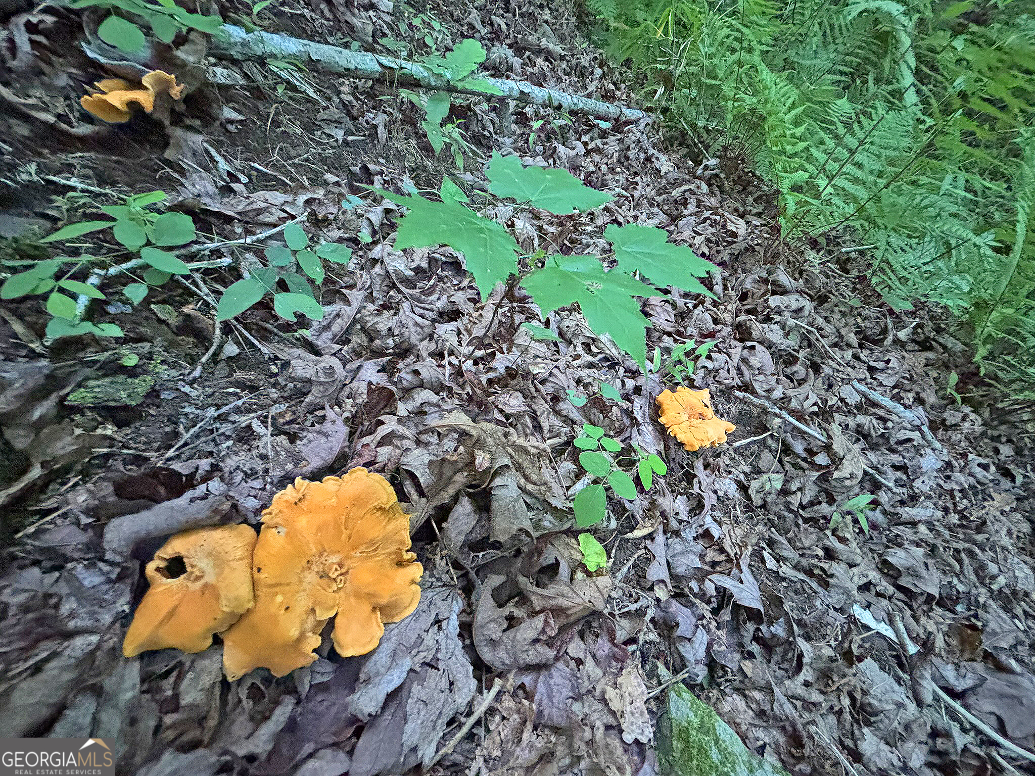 Lot 20 Mt Springer Road Ellijay, GA 30540 - Photo 11 of 32