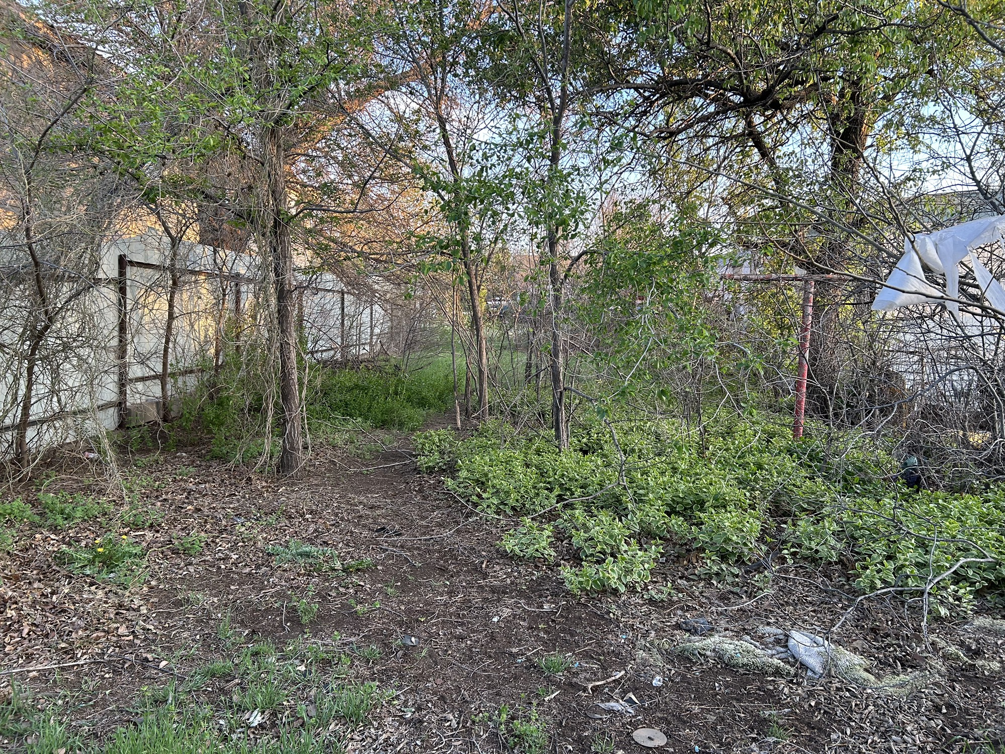 316 Madison Street Borger, TX 79007 - Photo 13 of 14 a view of a forest filled with trees