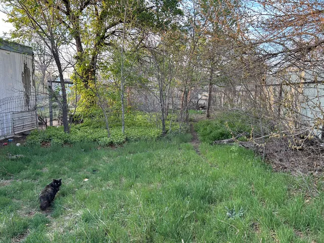 a view of a lush green space