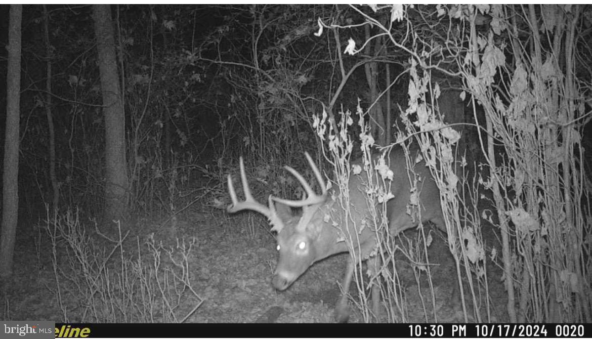 25095 Trunk Line Road Henderson, MD 21640 - Photo 36 of 39 Majestic buck in moonlit woods.