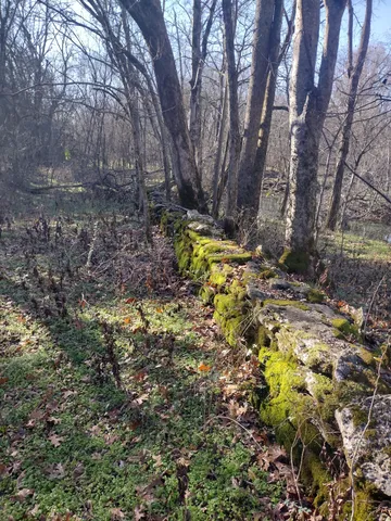 a view of backyard with tree