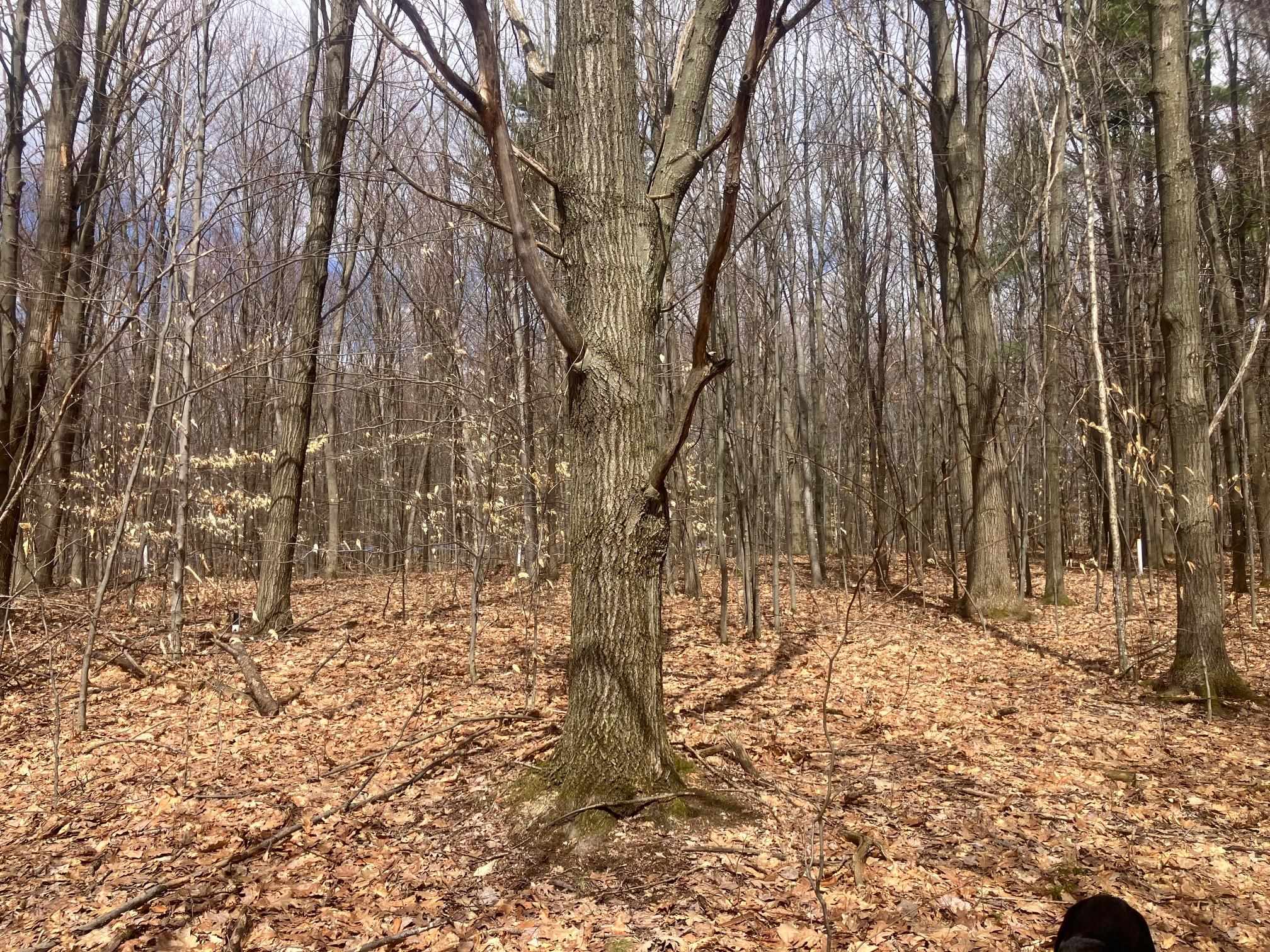 74 Jedware Circle, Unit LOT 102 Swanton, VT 05488 - Photo 8 of 15