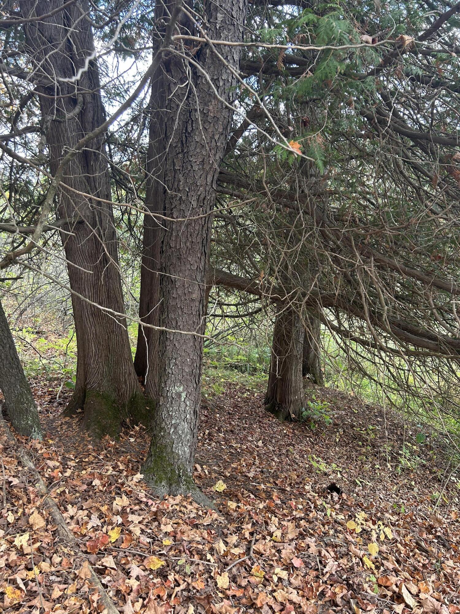 9 9 Mile Road Reed City, MI 49677 - Photo 22 of 49 IMG_2540