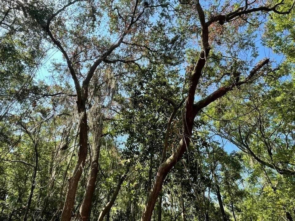 2098 Friendly Road Fernandina Beach, FL 32034 - Photo 28 of 37 Gallery Image 28