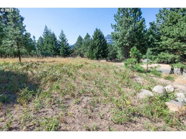 a view of a yard with a tree