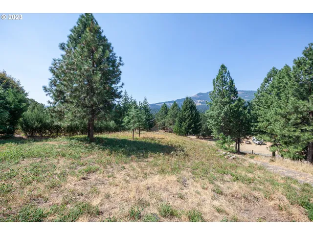 a view of a dry yard with trees