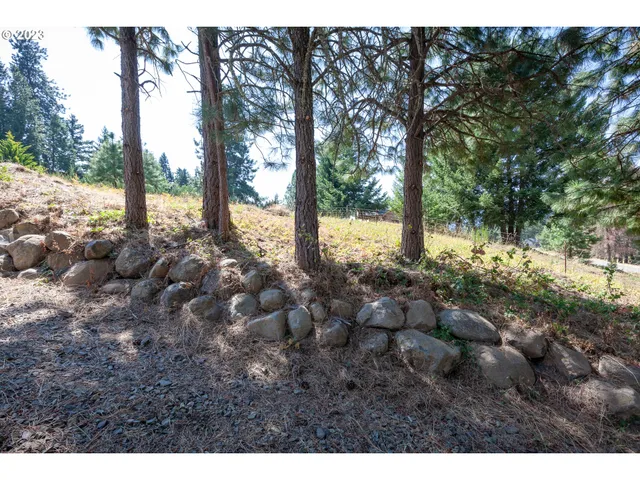 a view of a forest with trees