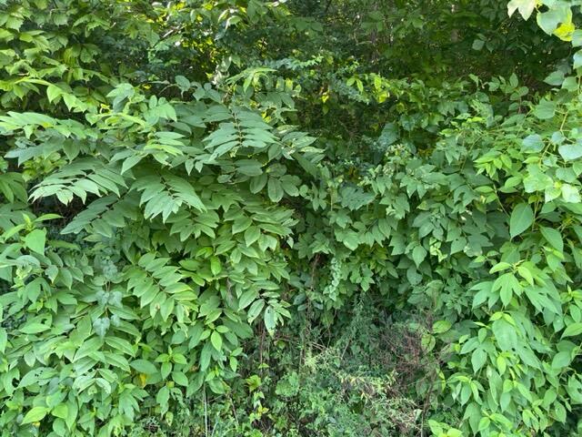 0 Grace Avenue Chattanooga, TN 37406 - Photo 2 of 4 51