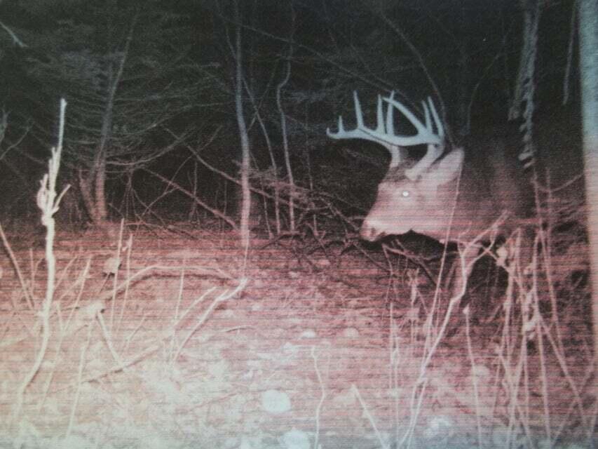 154 Webster Road Swanville, ME 04915 - Photo 40 of 46 154 Webster - Deer 1