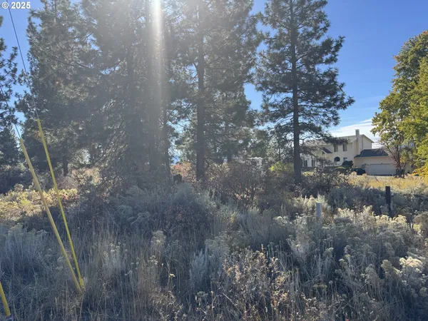 a view of a tree in a yard