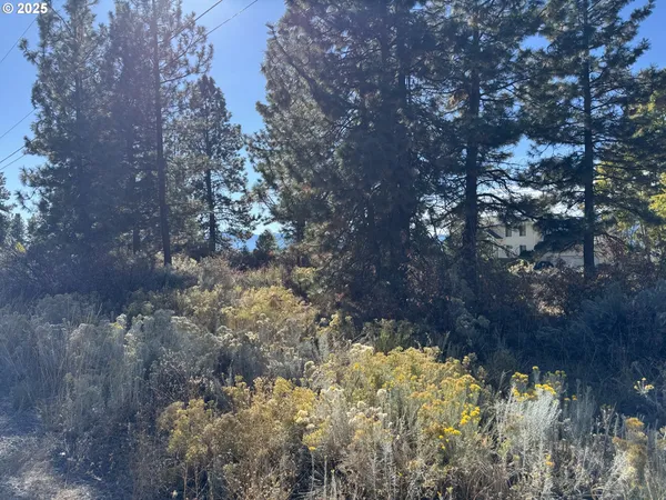 a view of a large tree with a yard