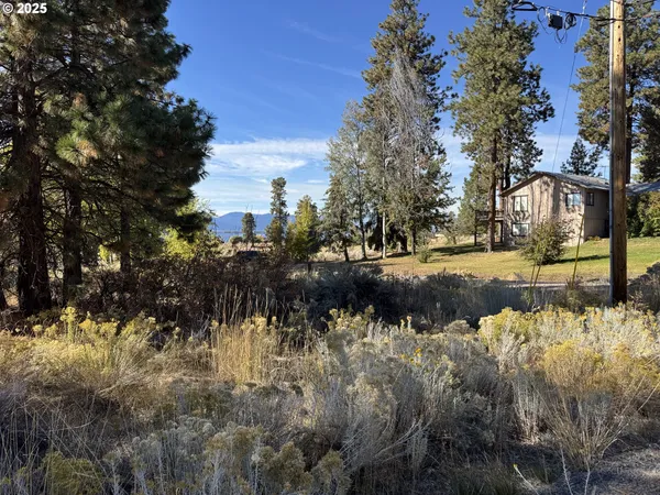 a view of a tree in a yard