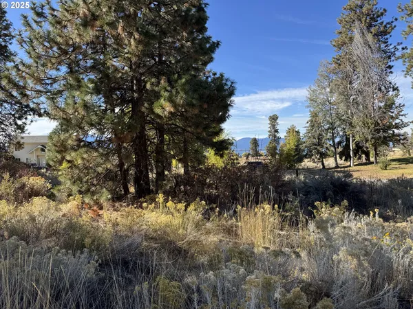 a view of a tree in a yard