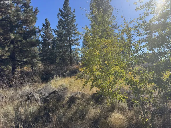 a view of a tree in a forest