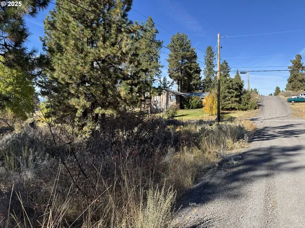 a view of a tree in a forest
