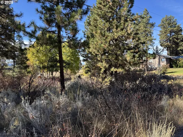 a view of a tree in a yard