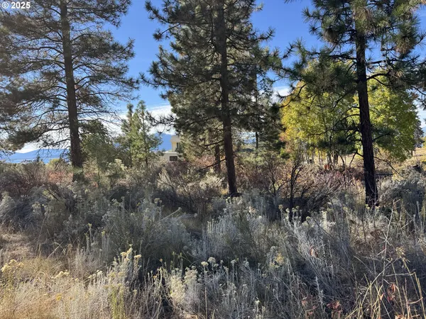 a view of a tree in a yard