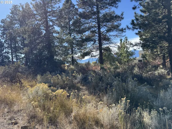 a view of a tree in a yard