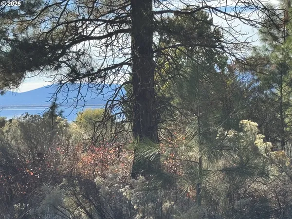 a view of a tree in a yard